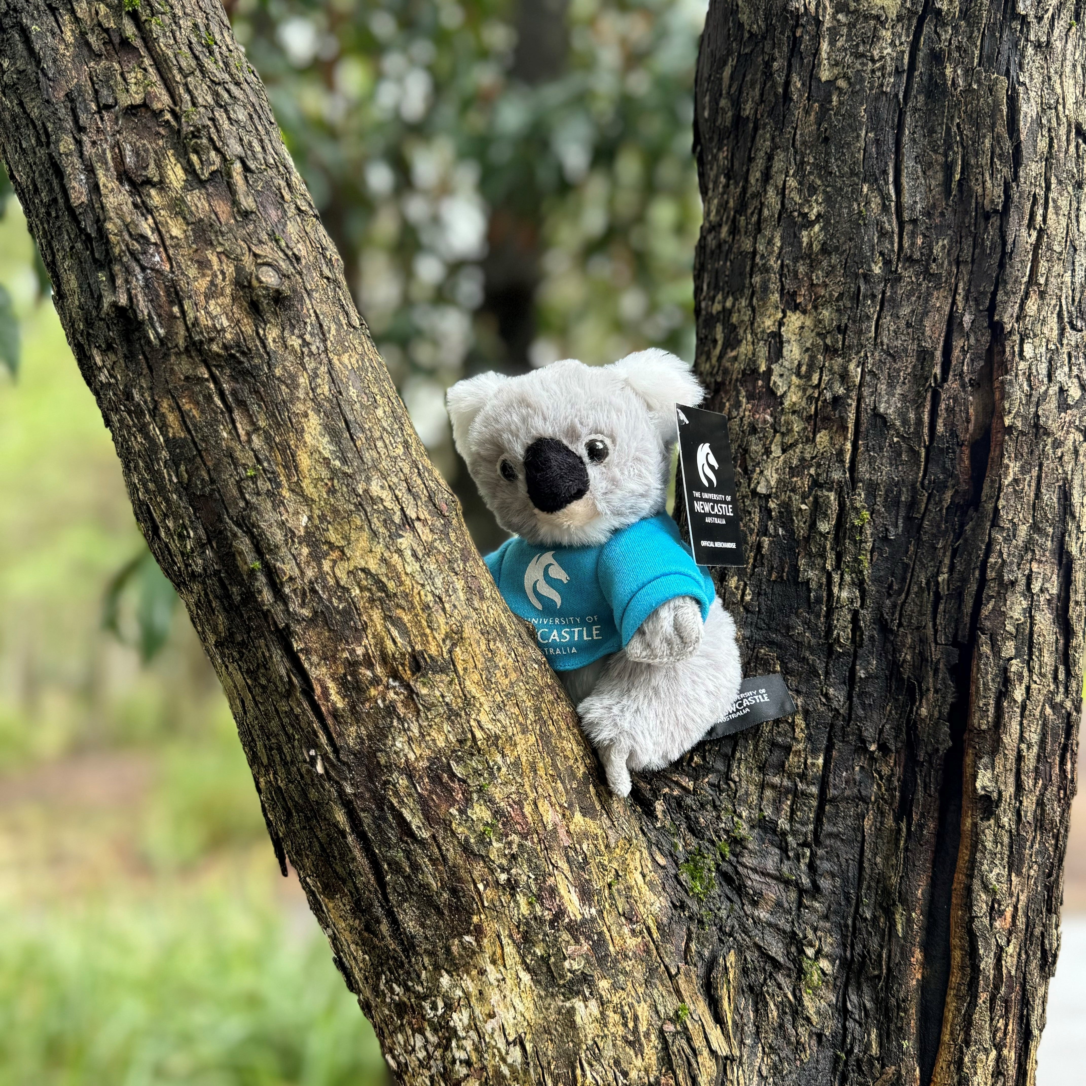 KOALA PLUSH 16CM - SUPER SOFT DEEP PILE W/ UON TEE