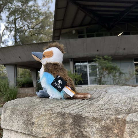 LAUGHING KOOKABURRA PLUSH 25CM The Shop The University of Newcastle